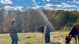 You’ll Go Broke Quick || Moving Chickens, Harvesting Herbs & Feeding Cows || November 2025