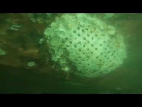 limpeza ralo caixa mar