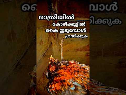 രാത്രിയിൽ കോഴികൂട്ടിൽ കൈ ഇടുമ്പോൾ ശ്രദ്ധിക്കുക,,,ഇല്ലെകിൽ പണി ഉറപ്പായും കിട്ടും...#shihabchelari