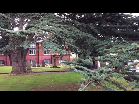 Cedar of Lebanon (Cedrus libani) - leaves and branches - September 2017