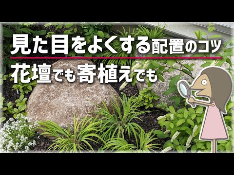 ベランダやウィンターガーデンのフィカスに適した、高さを管理しやすい鉢