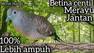 Download lagu PUSATNYA PANCINGAN PERKUTUT JANTAN PASTI NYAUT GACOR. mp3 Download lagu PUSATNYA PANCINGAN PERKUTUT JANTAN PASTI NYAUT GACOR. mp3