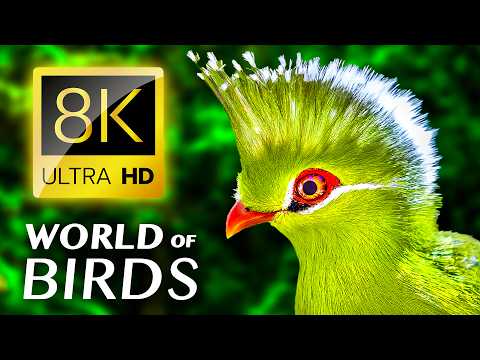 , title : 'The Colorful World of Birds 8K VIDEO ULTRA HD / #8K #ANIMALS'