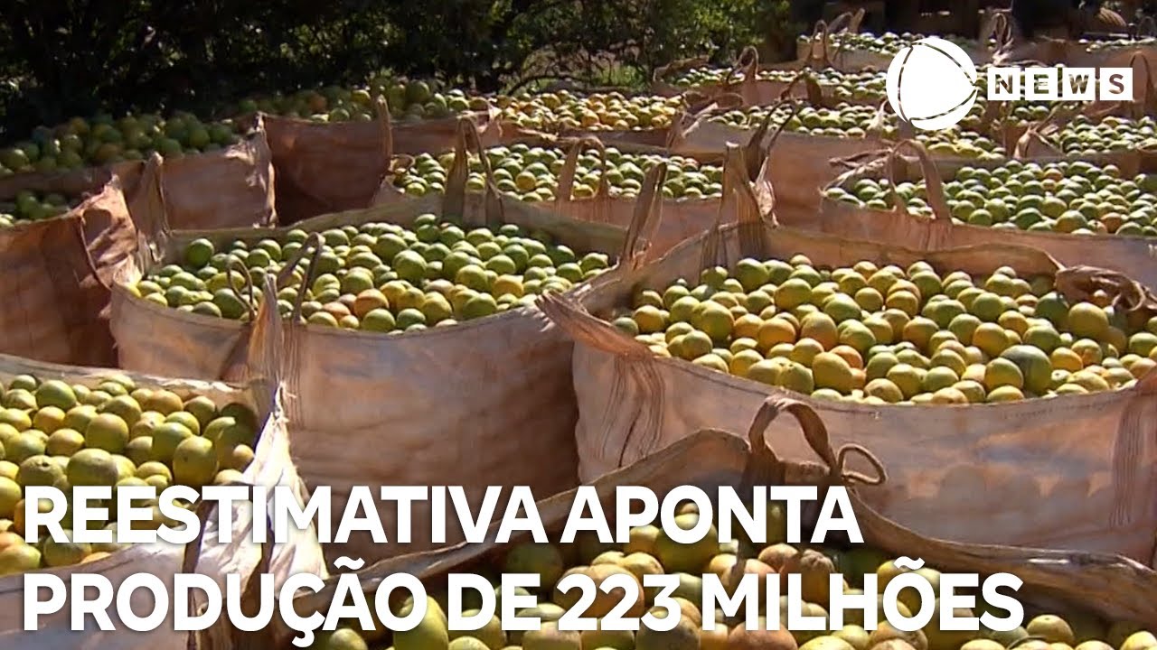 Reestimativa aponta produção de 223 milhões de caixas de laranja