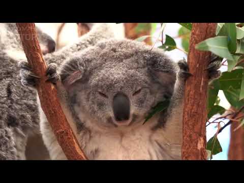 Adaptive radiation and Convergent evolution