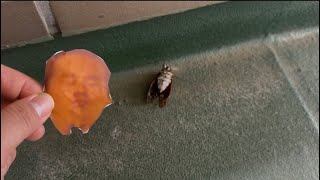 セミファイナル vs 野獣先輩