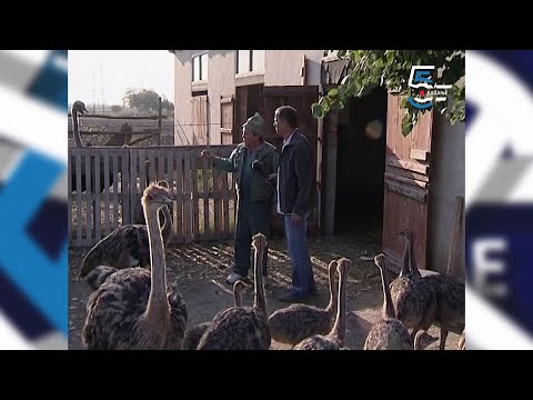 Farma nojeva u Banatu