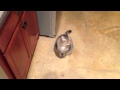 Raise Your Paw