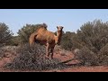 WILD CAMEL MANAGEMENT #hunting #culling