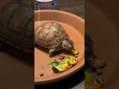 How To Meal Prep For Your Box Turtle - Proper Diet From A Vet