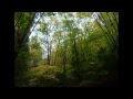 杜の鼓動 第１楽章「欅の風景」「Scenery of Zelkova」 Forest Beats 1st Mov ...