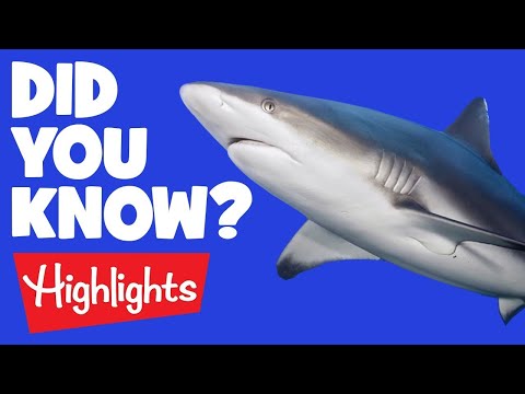 Did you know? #3 | 2020 | Laugh and Learn | Kids Videos | Highlights Kids