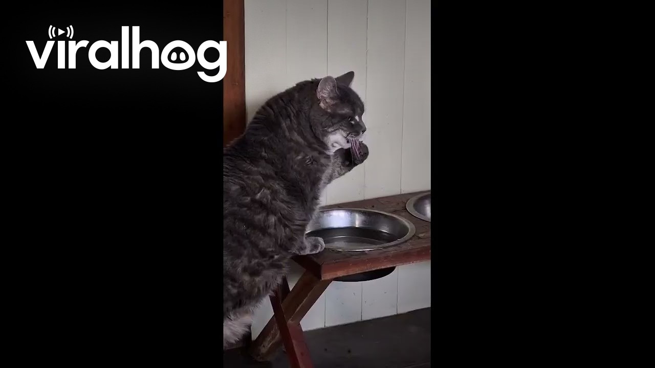 Funny Cat Drinking Water From Paw || ViralHog