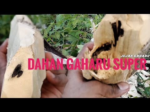 jejak gaharu episode 18 Dahan gaharu super