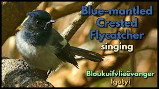 Download lagu Burung Lalat Jambul Bermantel Biru bernyanyi mp3