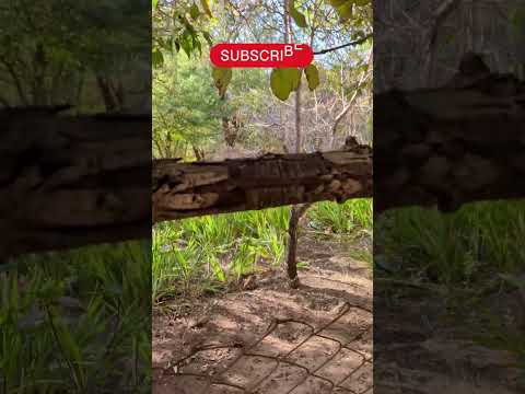 QachiSolcor San Pedro de Atacama 🇨🇱 #travel #turismo #chile #modestenchile1