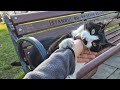 Tuxedo Cat Bites My Hand When I Touch It