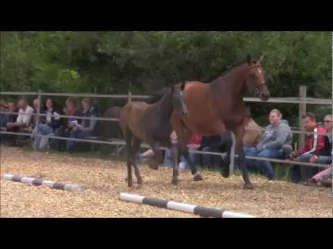 Grainne v. Lossow bei der Fohlenmusterung