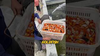 Download lagu This Goldfish Farm is Full of Hope! #shortsfeed mp3