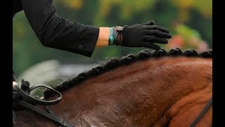 The &#39;Must Know&#39; Basics of Petting Your Horse