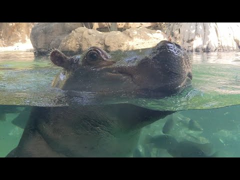 Famous hippo Fiona to be a big sister, mom Bibi could give birth any day now