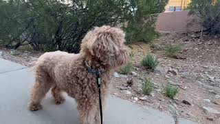 Toto the Goldendoondle meets a squadron of javelinas