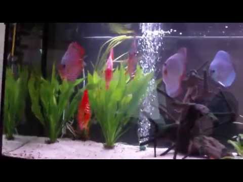 Fish Discus aquarium Tank Paletki Dyskowce 240l