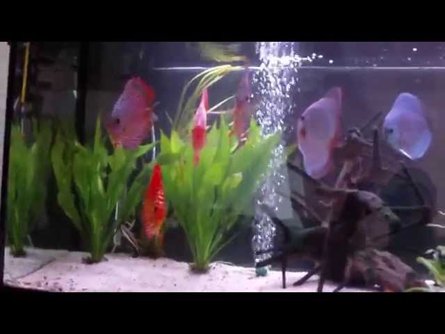 Fish Discus aquarium Tank Paletki Dyskowce 240l