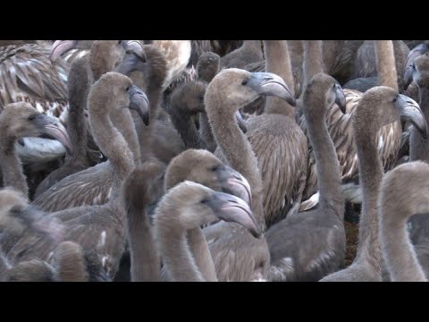 Den Geheimnissen der Flamingos auf der Spur