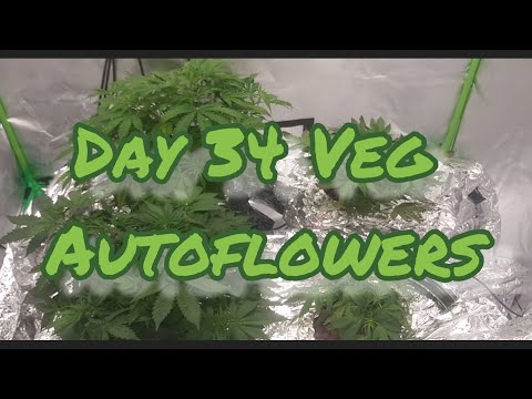 Autoflower RDWC Grow/ Day 34 Veg/Spider Farmer Sf2000/FoxFarms Hydroponic Nutrients/C02