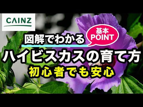 ハイビスカスの手入れ: 完璧な花を咲かせるための 5 つのヒント 植物