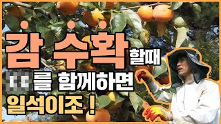 감 수확하실 때 xx를 같이하시면 경제적으로 정말 좋습니다! 