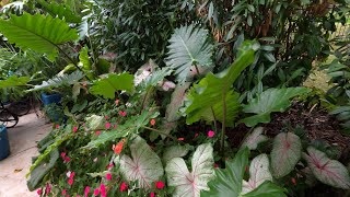 Storing Tropical Tubers and Bulbs