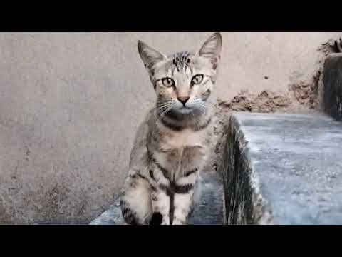 cute funny 🤣 and scared cat 😺#cat