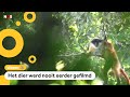 'Uitgestorven' aap duikt op in video