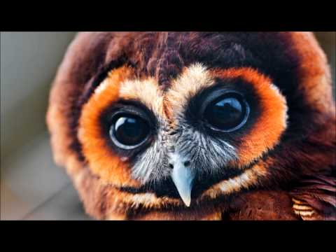 Dominik Eulberg & Gabriel Ananda - Owltastic (Original Mix)
