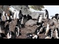 Pingüino Barbijo