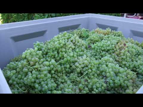 ERNST an der Mosel  - Urlaub im Weingut Josef Thielmann -