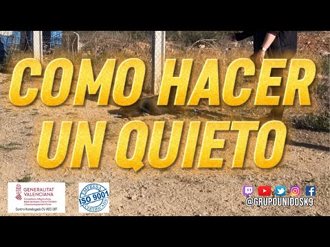 Como hacer un quieto #adiestramientocanino #educacioncanina #obedienciacanina #perro #perros #alzira