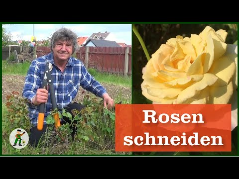Rosen schneiden - Neuer Garten - Teil 5
