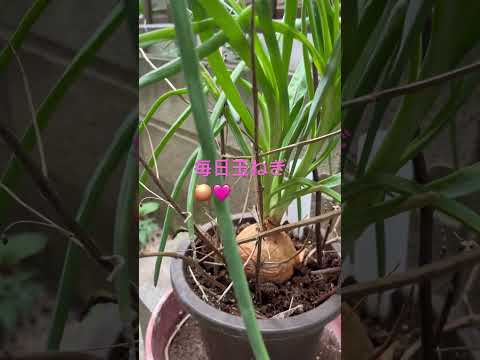 なぜ蘭にタマネギを入れるのですか？成長と開花を活性化するための4つの奇跡的なヒント  庭園