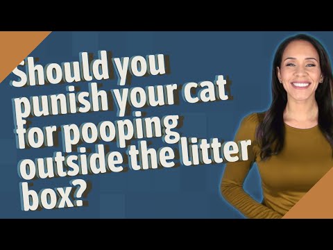 Should you punish your cat for pooping outside the litter box?