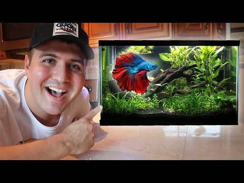 5 Gallon Planted Betta Tank Setup!!