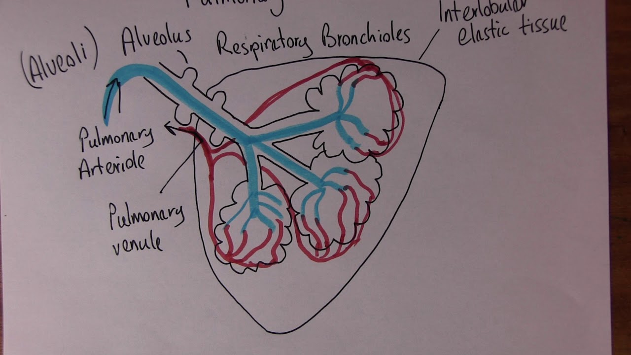 Cardiovascular System 6, Pulmonary microcirculation and gaseous exchange - YouTube