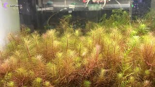 Rừng Thông - Mẫu bể thủy sinh siêu đẹp, dễ làm, không cần CO2