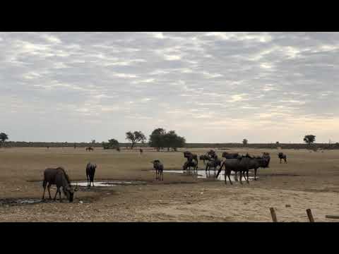 Wildebeest at Polentswa water hole