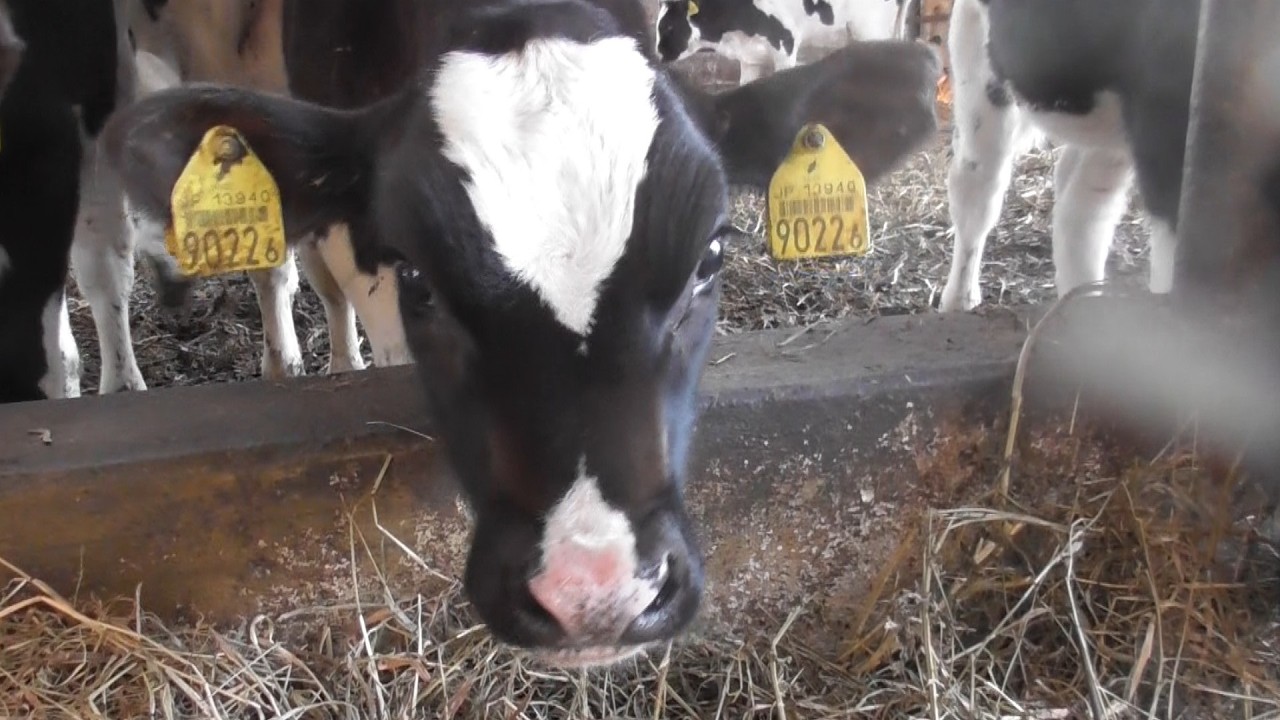 堀川ファームに行ってきました。堀川桃香ちゃんの実家です。ミラノ・コルチィナオリンピック、スピードスケート女子チームパシュート銅メダリスト。2026年3月1日。