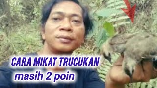 Download lagu cara ampuh mikat burung trucukan yg sering di pikat dan susah turun mp3