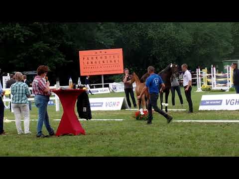 4. Trakehner Hengstfohlen v. High Motion / Sapros/ Tarim.