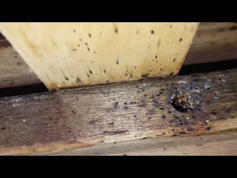 Bed Bugs Take Refuge Under The Bed Frame in Ocean Township, NJ